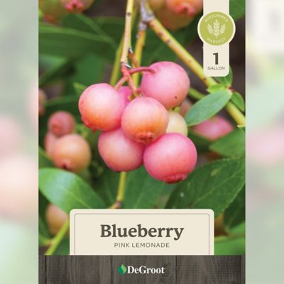 Image showing  Blueberry Pink Lemonade, 1 gal.