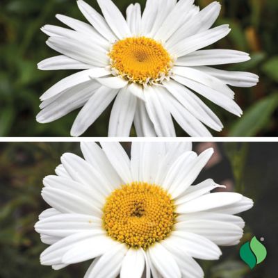 DeGroot Delightful Daises