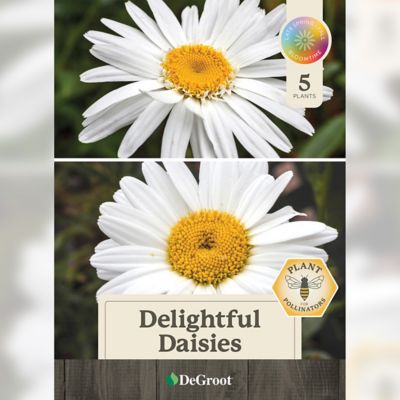 Image showing  Delightful Daises