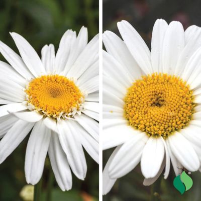 Image showing  Delightful Daises