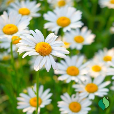 Image showing  Delightful Daises