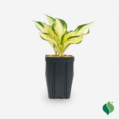 DeGroot Hosta Fire & Ice JP