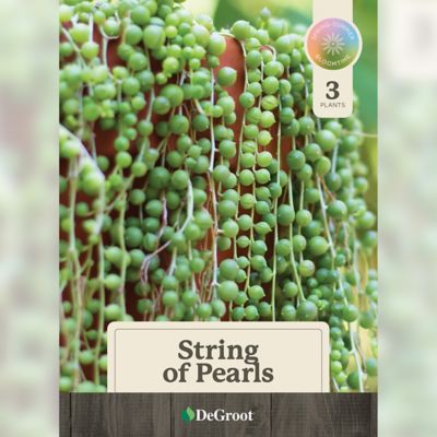 Image showing  String Of Pearls Succulent, 3 pk.