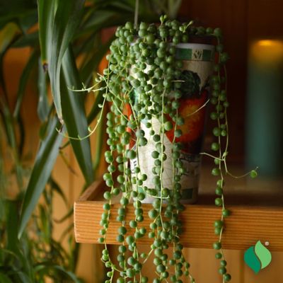 Image showing  String Of Pearls Succulent, 3 pk.