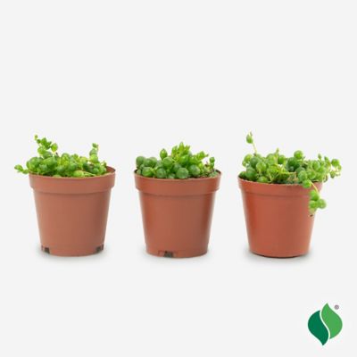 Image showing  String Of Pearls Succulent, 3 pk.
