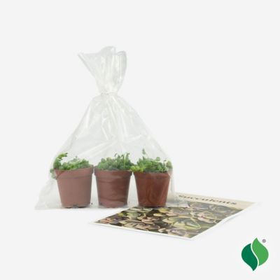 Image showing  String Of Pearls Succulent, 3 pk.