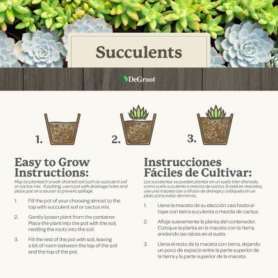 Image showing 5 th DeGroot String Of Pearls Succulent, 3 pk.