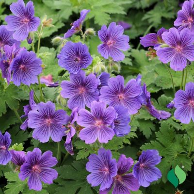 DeGroot Geranium Magnificum