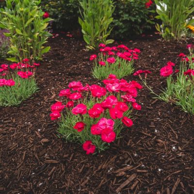 Image showing  1 gal. Glamour Time Carnation