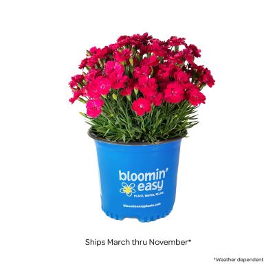Image showing  1 gal. Glamour Time Carnation