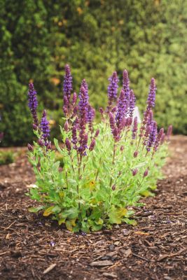Image showing  Jumbo Pint Perpetual Purple Meadow Sage