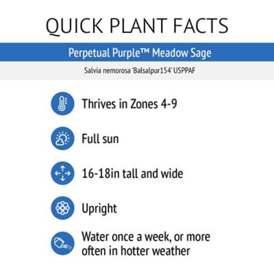 Image showing  Jumbo Pint Perpetual Purple Meadow Sage