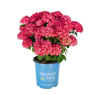 Bloomin' Easy 2 gal. Drama Queen Bigleaf Hydrangea