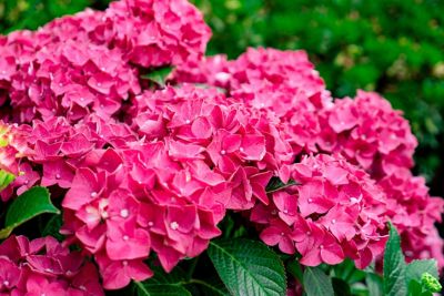Bloomin' Easy Jumbo Pint Drama Queen Bigleaf Hydrangea
