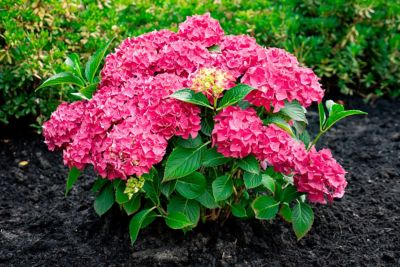 Image showing  Jumbo Pint Drama Queen Bigleaf Hydrangea
