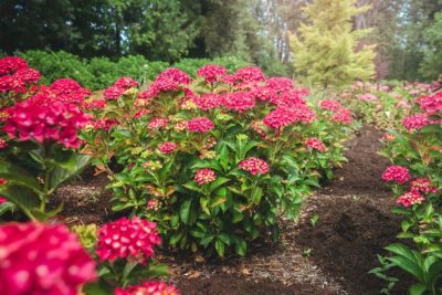 Image showing  Jumbo Pint Drama Queen Bigleaf Hydrangea