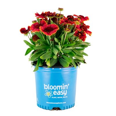 Bloomin' Easy 1 gal. Low Rider Blanket Flower