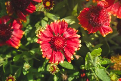 Image showing  1 gal. Low Rider Blanket Flower
