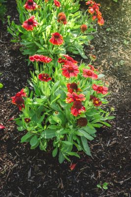 Image showing  1 gal. Low Rider Blanket Flower