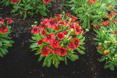 Image showing  1 gal. Low Rider Blanket Flower