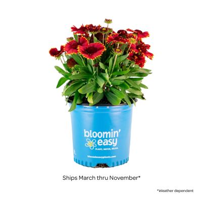 Image showing  1 gal. Low Rider Blanket Flower