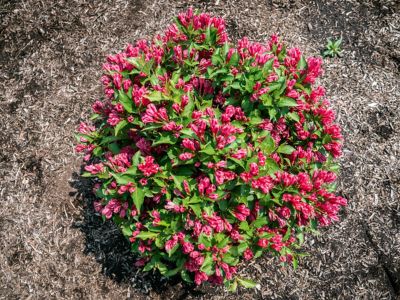 Image showing  Jumbo Pint Watermelon Kisses Weigela