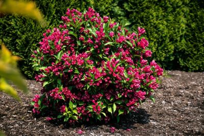 Image showing  Jumbo Pint Watermelon Kisses Weigela