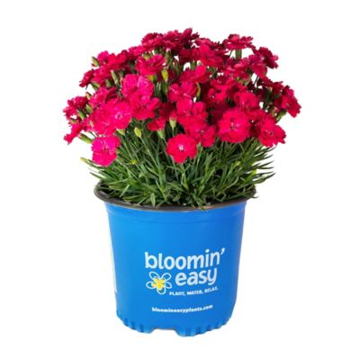 Bloomin' Easy Jumbo Pint Glamour Time Carnation