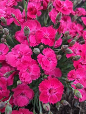 Image showing  Jumbo Pint Glamour Time Carnation