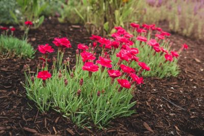 Image showing  Jumbo Pint Glamour Time Carnation
