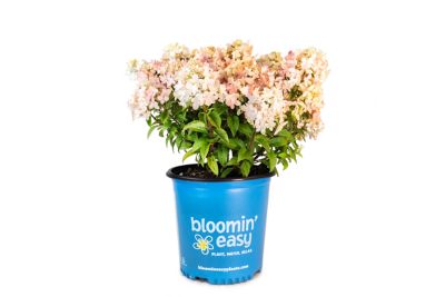 Bloomin' Easy 2 gal. Hot Sauce Hardy Hydrangea