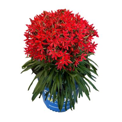 Bloomin' Easy 1 gal. Forged By Fire Catchfly