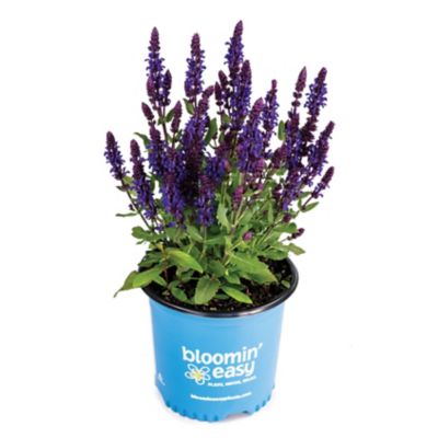 Bloomin' Easy 1 gal. Perpetual Purple Meadow Sage