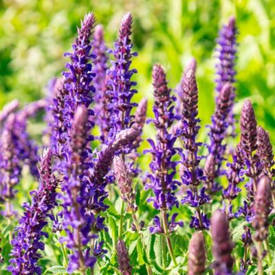 Image showing  1 gal. Perpetual Purple Meadow Sage