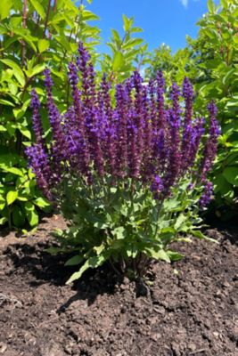 Image showing  1 gal. Perpetual Purple Meadow Sage