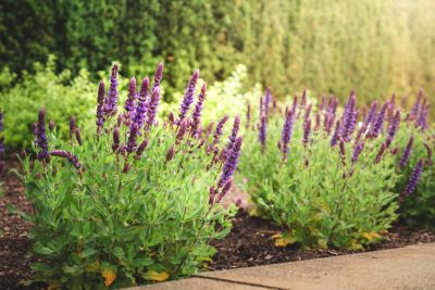 Image showing  1 gal. Perpetual Purple Meadow Sage