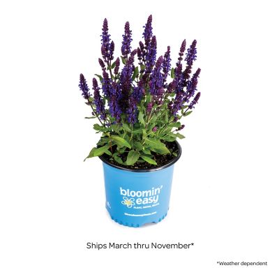 Image showing  1 gal. Perpetual Purple Meadow Sage
