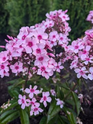 Image showing  Jumbo Pint Center of Attention Garden Phlox