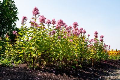 Image showing  Jumbo Pint Center of Attention Garden Phlox