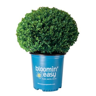 Bloomin' Easy 1 gal. Lucky Marble Ilex