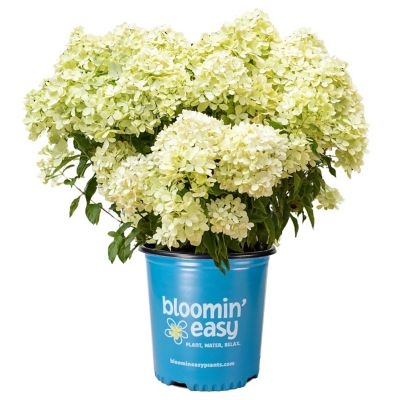 Bloomin' Easy 1 gal. Bubble Bath Hardy Hydrangea