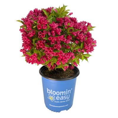 Bloomin' Easy 1 gal. Watermelon Kisses Weigela