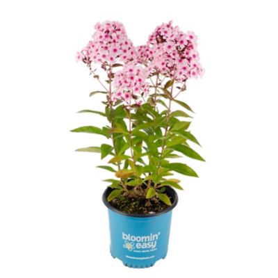 Bloomin' Easy 1 gal. Center Of Attention Garden Phlox