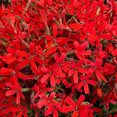 Bloomin' Easy Jumbo Pint Forged By Fire Catchfly