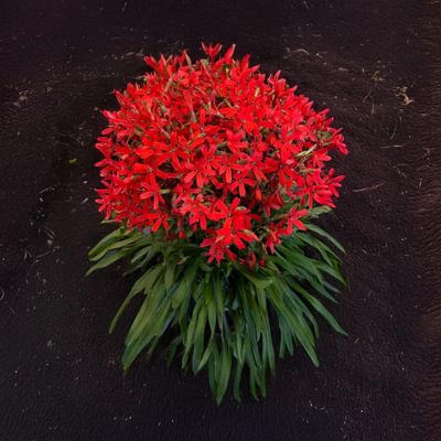 Image showing  Jumbo Pint Forged By Fire Catchfly
