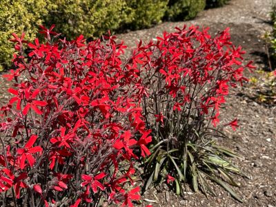 Image showing  Jumbo Pint Forged By Fire Catchfly