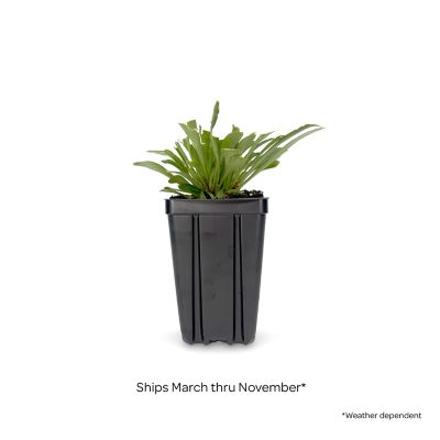 Image showing  Jumbo Pint Forged By Fire Catchfly