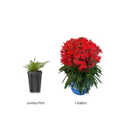 Image showing  Jumbo Pint Forged By Fire Catchfly