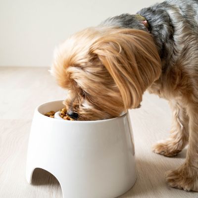Image showing  Raised Slow Feeder Bowl