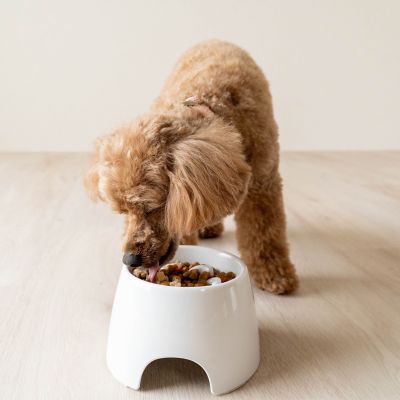 Image showing 7 th Richell Raised Slow Feeder Bowl